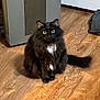 Sami is registered to the contest to win money with this photo: cat, black_cat, fluffy, yellow_eyes, white_patch, wooden_floor, heater, indoor, pet, animal, sitting, curious, feline, domestic_cat, fur, tail, whiskers, ears, flooring, home