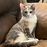 Molly joined the competition — help win amazing prizes! cat, calico, feline, pet, animal, sitting, brown_couch, indoor, fur, whiskers, ears, tail, cute, portrait, looking_at_camera, domestic_cat, relaxed, cozy, soft_lighting, blurred_background
