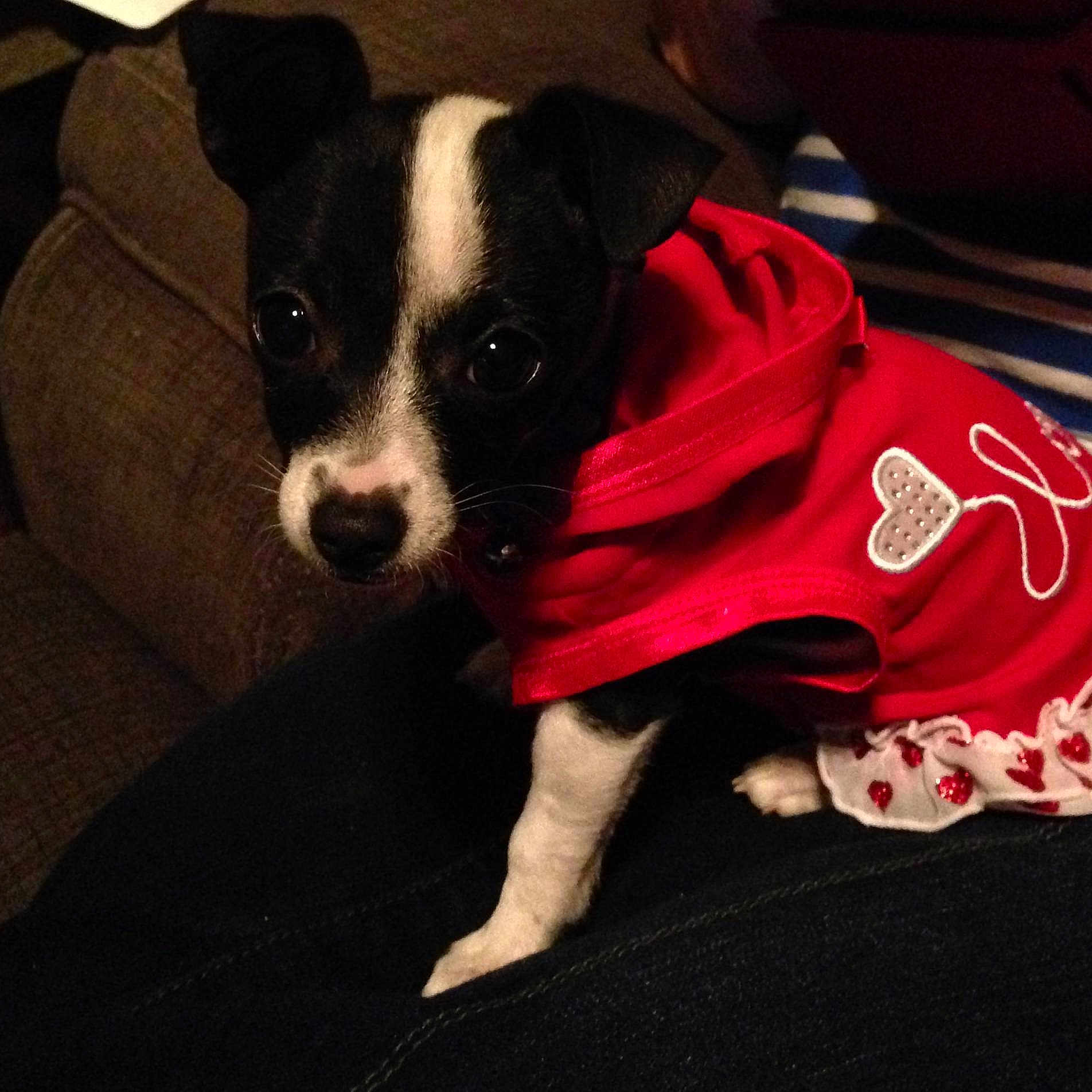 Tikki joined the competition — help win amazing prizes!