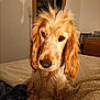 animal, bed, bedroom, blanket, canine, companion, cute, dog, ears, face, fur, furniture, golden, home, indoor, looking_down, pet, portrait, resting, warm_lighting