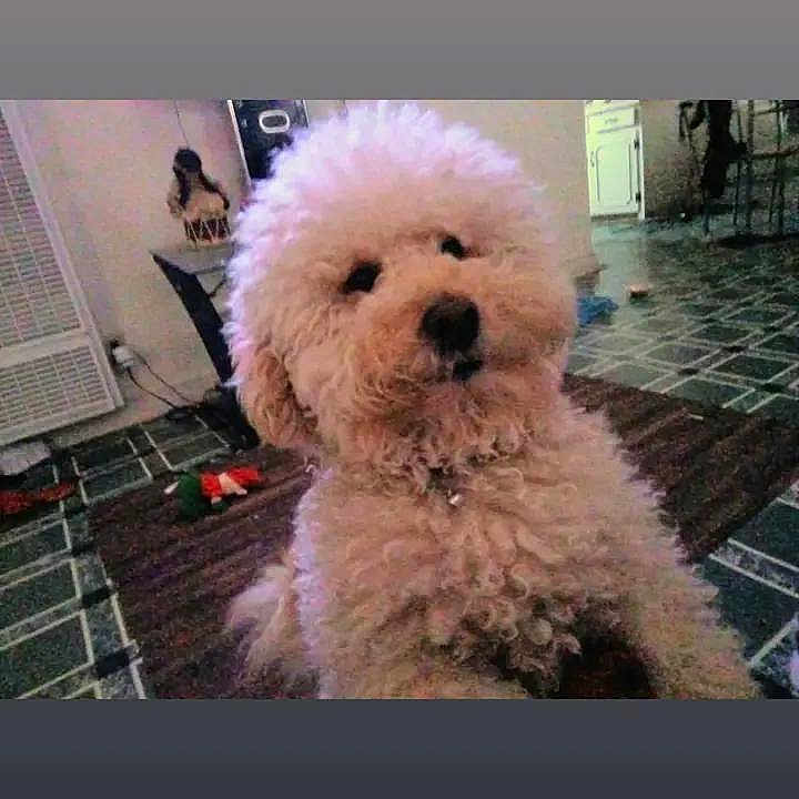 Casper Hernandez is registered to the contest to win money with this photo: brown_nose, close_up, collar, cozy, cute, dog, fluffy, fur, home, indoor, living_room, pet, playful, poodle, portrait, rug, sitting, small_dog, tile_floor, toy