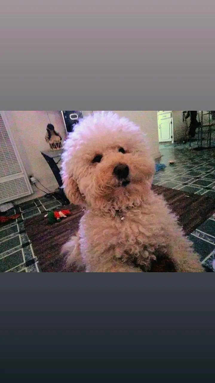 Casper Hernandez is registered to the contest to win money with this photo: brown_nose, close_up, collar, cozy, cute, dog, fluffy, fur, home, indoor, living_room, pet, playful, poodle, portrait, rug, sitting, small_dog, tile_floor, toy