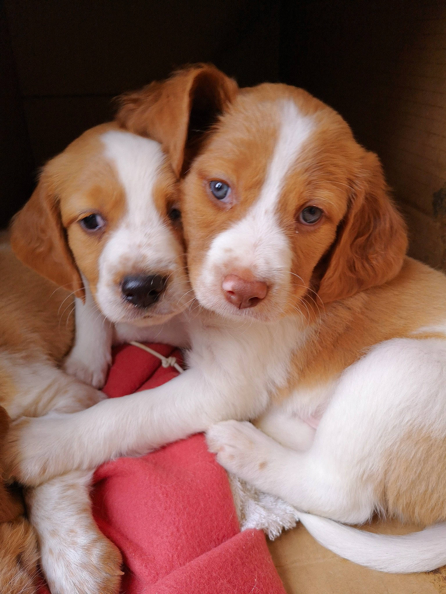 Pilou a rejoint le concours — aidez-le/la à gagner de superbes lots ! beagle, braque_saint_germain, brittany, canidae, carnivore, companion_dog, dog, dog_breed, irish_red_and_white_setter, istrian_coarse_haired_hound, kooikerhondje, kromfohrlander, mammal, puppy, puppy_love, rare_breed_dog, spaniel, sporting_group, vertebrate, welsh_springer_spaniel