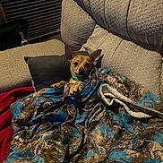Max joined the competition — help win amazing prizes! blanket, brown_dog, comfort, couch, cozy, dog, ears_up, fabric, furniture, home, indoor, looking, pet, pillow, relaxing, resting, small_dog, texture, warm_lighting, wrapped