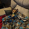 blanket, brown_dog, comfort, couch, cozy, dog, ears_up, fabric, furniture, home, indoor, looking, pet, pillow, relaxing, resting, small_dog, texture, warm_lighting, wrapped
