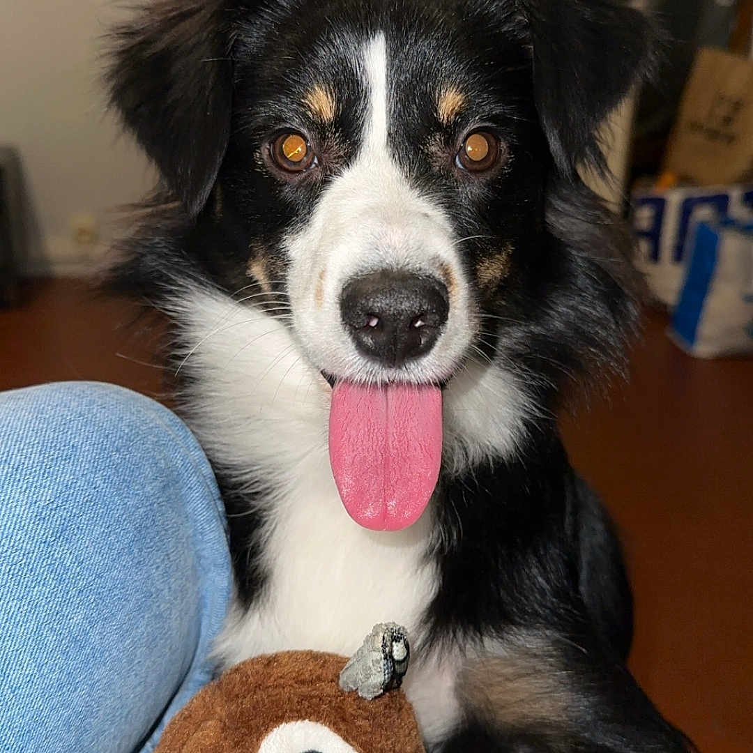 Tara a rejoint le concours — aidez-le/la à gagner de superbes lots ! animal, bear, bodypart, canine, clothing, cockerspaniel, collie, couch, cushion, dog, furniture, homedecor, hound, jeans, mouth, pants, person, pet, puppy, toy
