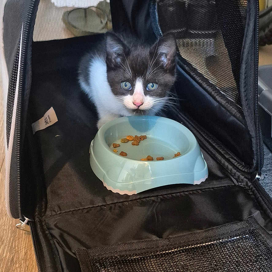 Oreo joined the competition — help win amazing prizes! animal, black_and_white, blue_eyes, cat, container, curious, cute, domestic_cat, feline, floor, food_bowl, indoor, kitten, looking, mesh, pet, pet_carrier, small, young_cat, zipper