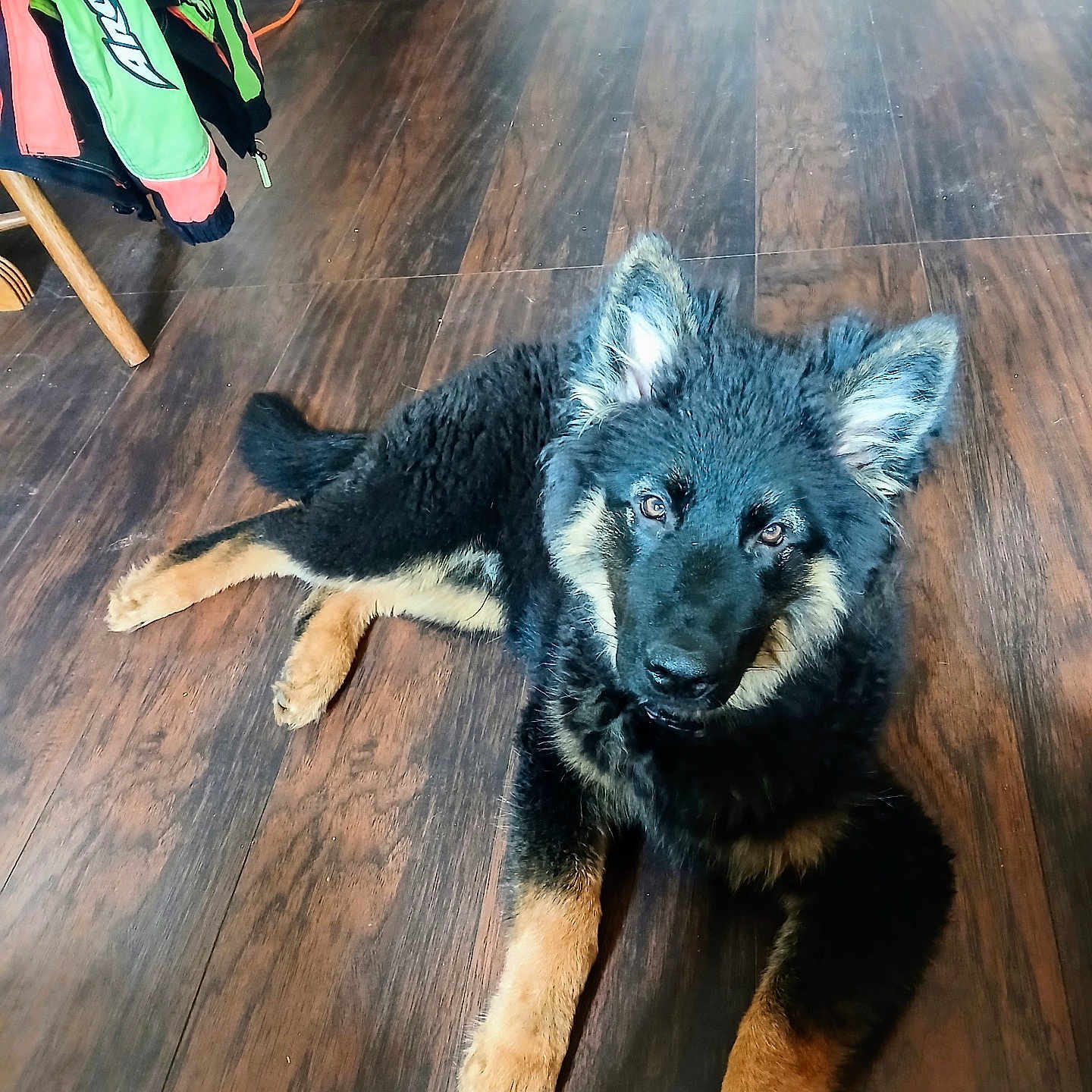 Roko