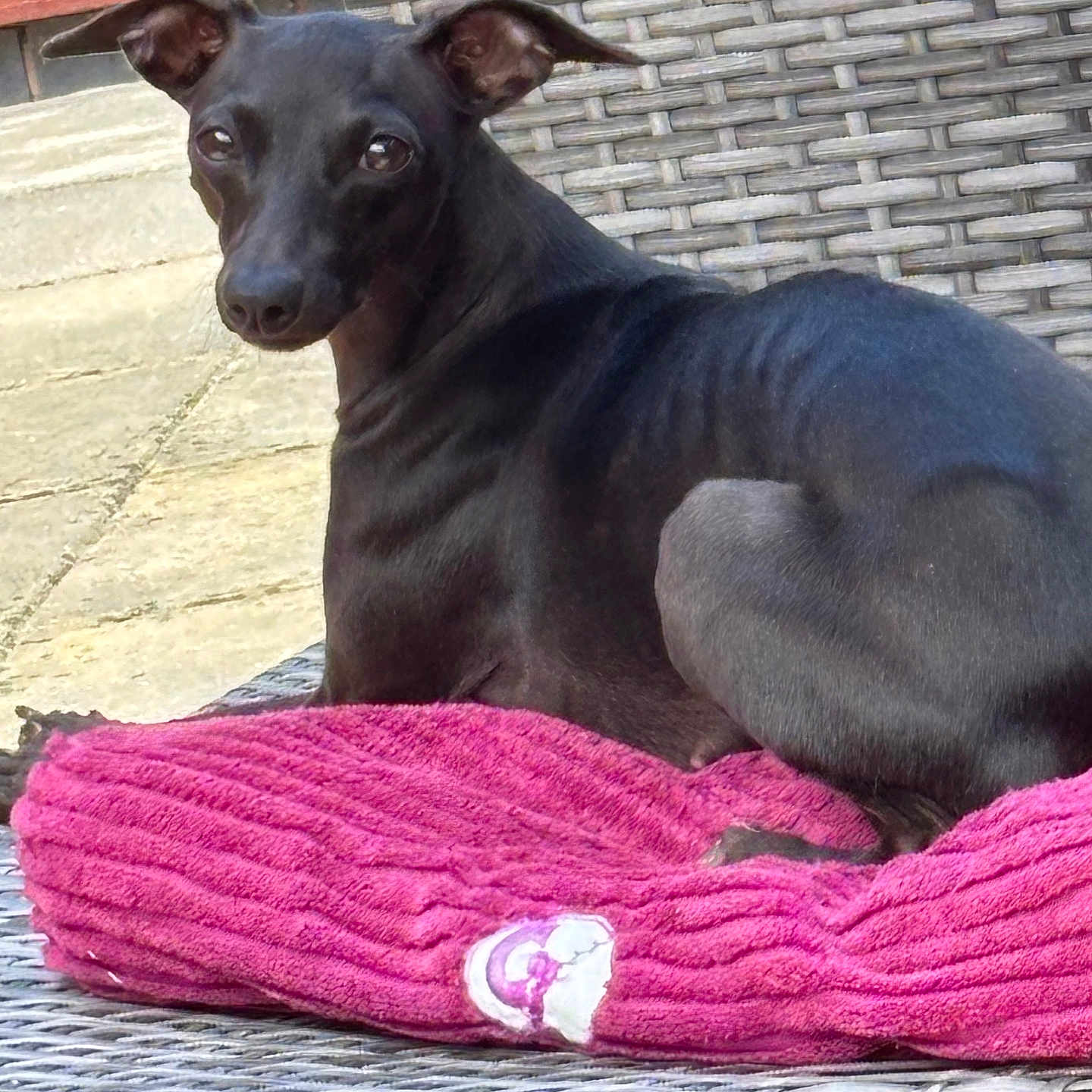 Dorothy joined the competition — help win amazing prizes! dog, black_dog, pet, animal, outdoor, woven_chair, pink_cushion, curious, ears, lounge, resting, furniture, patio, stone_floor, wood, texture, small_dog, looking_back, close_up, daylight