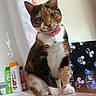 animal, bathroom, bathtub, bell, bottle, calico, cat, curious, cute, domestic_cat, ears, fur, indoor, mickey_mouse_pattern, paws, pet, pink_collar, portrait, sitting, whiskers
