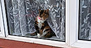 Delilah joined the competition — help win amazing prizes! cat, calico_cat, window, curtain, lace_curtain, brick_wall, evening_light, windowsill, pet, domestic_cat, animal, indoor, looking_out, collar, house, reflection, glass, pattern, feline, quiet