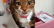 Delilah is registered to the contest to win money with this photo: animal, bathroom, bathtub, bell, bubbles, calico_cat, cat, closeup, curious, domestic_animal, feline, fur, indoor, looking, pet, pet_carrier, pink, pink_collar, shower_curtain, whiskers