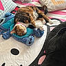 Delilah joined the competition — help win amazing prizes! cat, calico, plush_toy, stitch, bed, pillow, pink, white, black, striped, striped_bedding, cute, cozy, indoor, pet, relaxed, fur, animal, resting, soft
