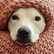Indy is registered to the contest to win money with this photo: dog, face, nose, eyes, blanket, knit, cozy, close_up, pet, cute, warm, snug, fur, animal, portrait, indoors, soft, relaxed, comfort, texture