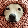 dog, face, nose, eyes, blanket, knit, cozy, close_up, pet, cute, warm, snug, fur, animal, portrait, indoors, soft, relaxed, comfort, texture