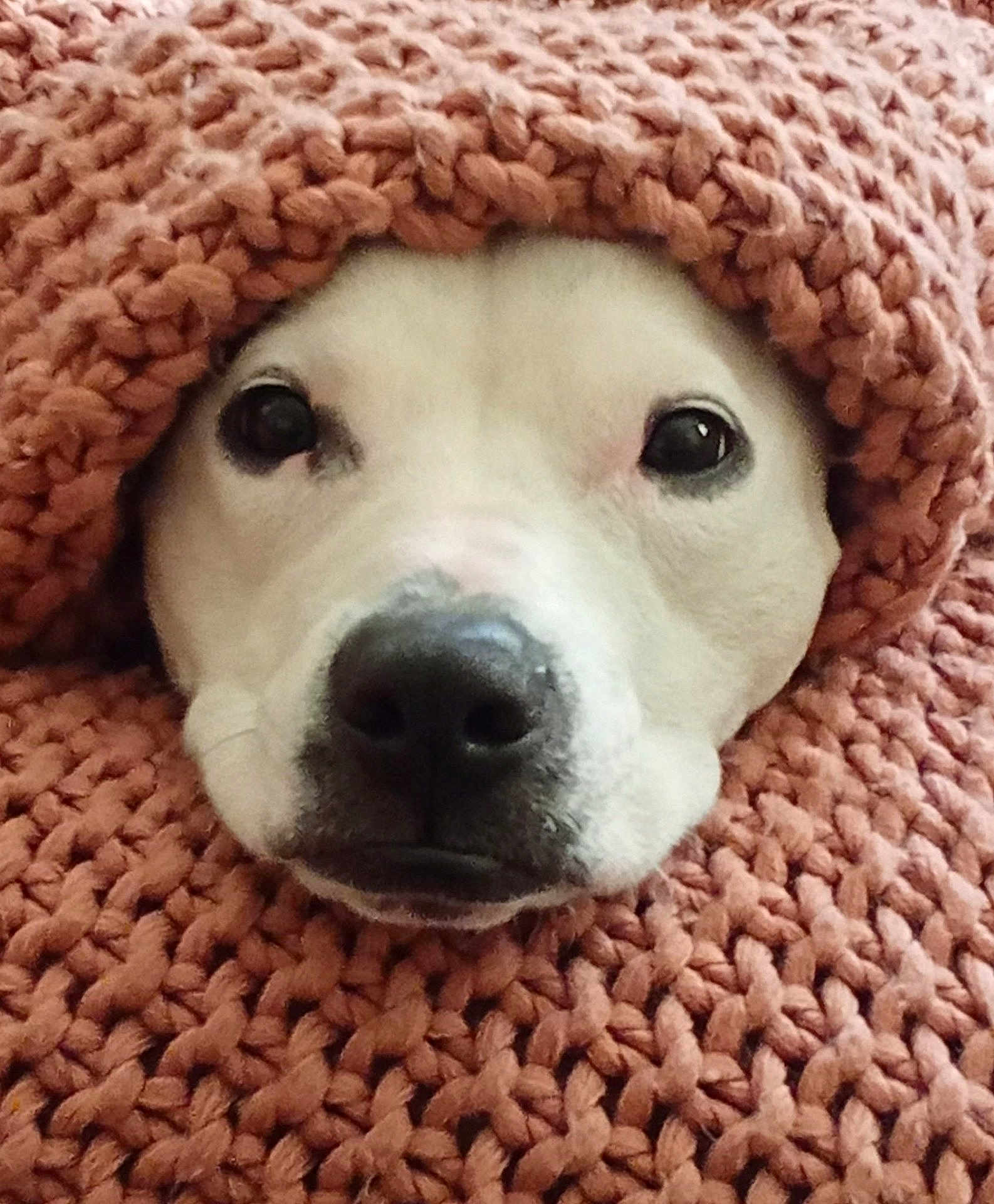 Indy is registered to the contest to win money with this photo: dog, face, nose, eyes, blanket, knit, cozy, close_up, pet, cute, warm, snug, fur, animal, portrait, indoors, soft, relaxed, comfort, texture
