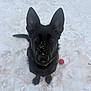 dog, black_dog, snow, outdoor, pet, animal, canine, play, winter, snowy_ground, ball, red_ball, looking_up, ears_up, fur, cute, adorable, snowflakes, cold, nature