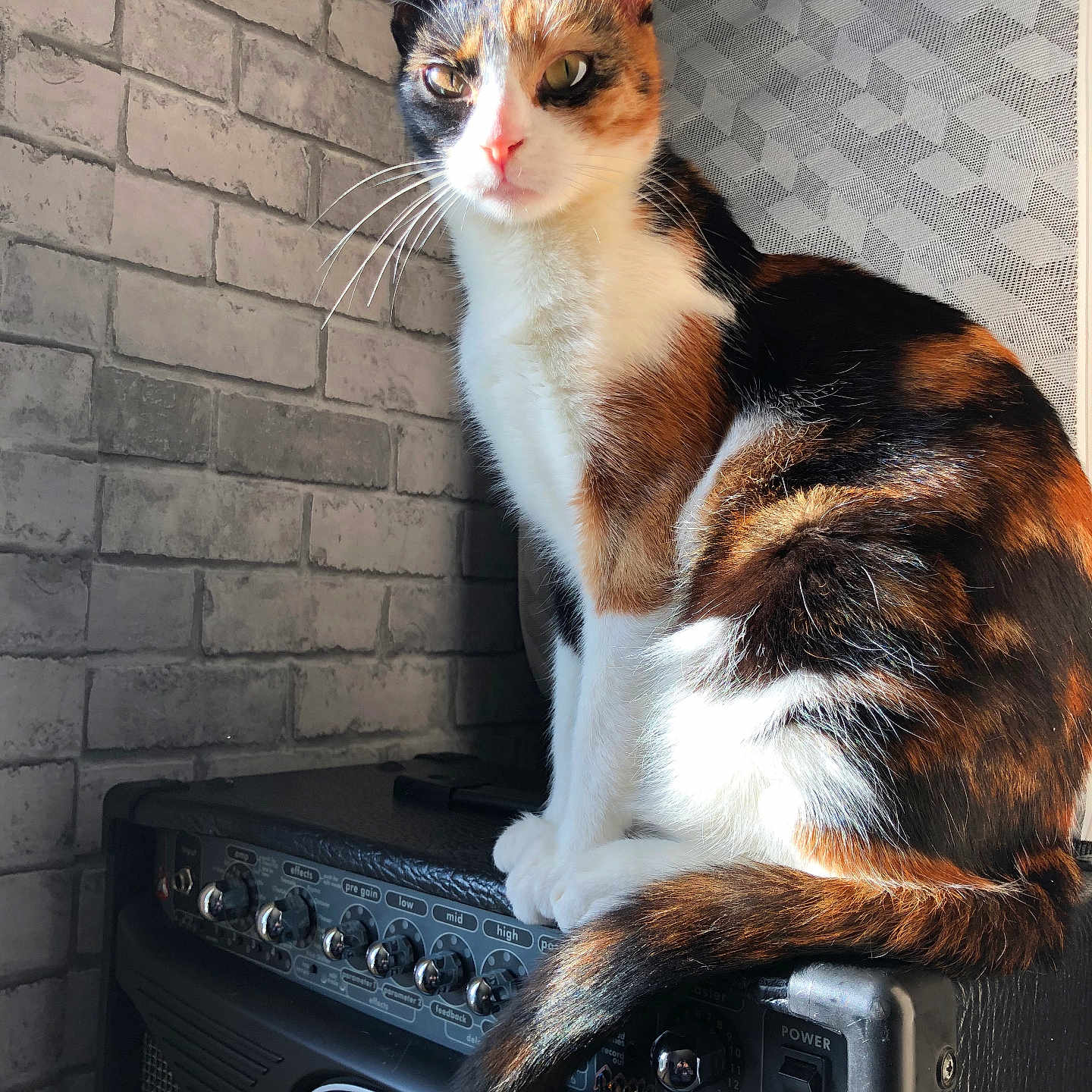 Vanille Gambier a rejoint le concours — aidez-le/la à gagner de superbes lots ! abyssinian, amplifier, animal, architecture, brick, building, cat, computer, electricaldevice, electronics, indoors, kitten, laptop, manx, musicalinstrument, pc, pet, speaker, stereo, wall
