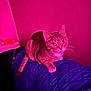 cat, tabby_cat, pet, indoor, quilted_blanket, purple_lighting, pink_lighting, animal, fur, whiskers, ears, eyes, tail, feline, resting, looking_up, household, cozy, colorful_lighting, portrait