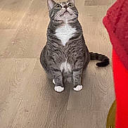 Sophie is registered to the contest to win money with this photo: cat, tabby_cat, white_paws, white_chest, wooden_floor, indoor, curious, sitting, pet, animal, feline, wide_eyes, focused, looking_up, tail, red_object, flooring, domestic_cat, cute, alert