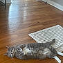 cat, gray_tabby, lying_down, wooden_floor, relaxed, indoor, pet, fur, whiskers, paws, tail, home, cozy, nap, floor_rug, white_rug, domestic_cat, sleepy, cute, animal