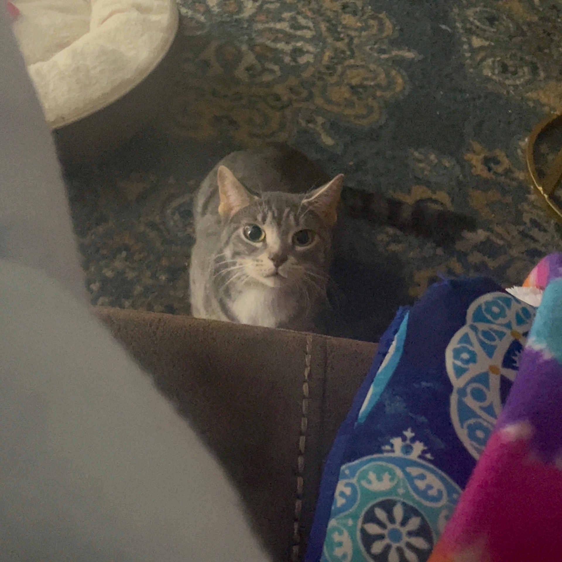 Sophie joined the competition — help win amazing prizes! animal, blanket, carpet, cat, colorful_blanket, cozy, curious, cute, domestic, ears, furniture, gray_cat, home, indoor, looking_up, patterned_carpet, pet, tail, whiskers, white_cat