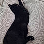 black_cat, cat, blanket, patterned_blanket, sleeping_cat, indoor, cozy, relaxing, foot, sock, human, furniture, soft_texture, resting, animal, pet, paw, tail, comfort, home