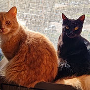 Reika a rejoint le concours — aidez-le/la à gagner de superbes lots ! cat, orange_cat, black_cat, pets, window, mesh_screen, sunlight, indoor, feline, animals, fluffy, sitting, curious, tail, whiskers, domestic_animal, companions, bright_eyes, furry, natural_light
