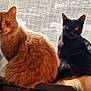 cat, orange_cat, black_cat, pets, window, mesh_screen, sunlight, indoor, feline, animals, fluffy, sitting, curious, tail, whiskers, domestic_animal, companions, bright_eyes, furry, natural_light