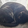 cat, black_cat, sleeping, curled_up, feline, pet, indoor, couch, gray_couch, fur, whiskers, tail, relaxed, nap, cozy, domestic_animal, resting, animal, home, soft_light