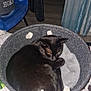 cat, black_cat, basket, rope_handles, bed, blanket, clothing, indoor, furniture, resting, cozy, pet, animal, sleeping, domestic, home, curled_up, gray, colorful, patterned