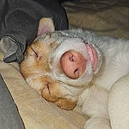 Nugget joined the competition — help win amazing prizes! dog, sleeping, blanket, cozy, closeup, nose, paw, fur, pet, animal, relaxing, cute, indoors, face, snout, head, resting, comfort, warm, peaceful