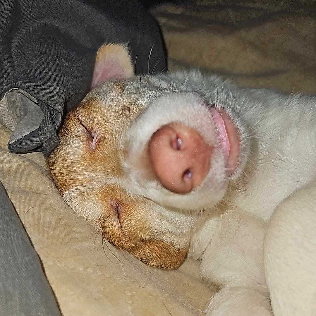 Nugget