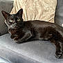 cat, black_cat, pet, feline, green_eyes, couch, sofa, pillow, indoor, resting, animal, fur, whiskers, relaxing, domestic_animal, mammal, cozy, home, cute, companion