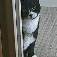 Hope a rejoint le concours — aidez-le/la à gagner de superbes lots ! cat, tuxedo_cat, peeking, door_frame, curious, green_eyes, indoor, wooden_floor, wallpaper, black_and_white, pet, animal, fur, whiskers, paws, flooring, home, mischievous, standing, cute