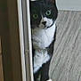 cat, tuxedo_cat, peeking, door_frame, curious, green_eyes, indoor, wooden_floor, wallpaper, black_and_white, pet, animal, fur, whiskers, paws, flooring, home, mischievous, standing, cute