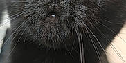 Salem participe au concours pour gagner de l'argent avec cette photo : black_cat, cat, close_up, green_eyes, whiskers, fur, pet, animal, domestic_cat, curious, face, portrait, indoors, feline, black_fur, wide_eyes, nose, mouth, ears, soft_light