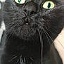 black_cat, cat, close_up, green_eyes, whiskers, fur, pet, animal, domestic_cat, curious, face, portrait, indoors, feline, black_fur, wide_eyes, nose, mouth, ears, soft_light