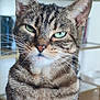 cat, tabby, green_eyes, indoor, pet, feline, whiskers, close_up, fur, animal, portrait, sitting, domestic_cat, ears, face, background, shelf, books, expression, looking