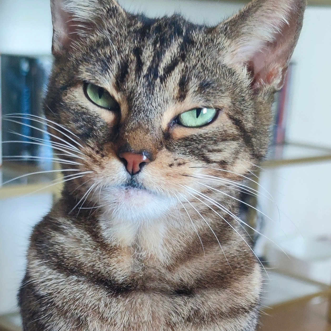 Yuko a rejoint le concours — aidez-le/la à gagner de superbes lots ! animal, background, books, cat, close_up, domestic_cat, ears, expression, face, feline, fur, green_eyes, indoor, looking, pet, portrait, shelf, sitting, tabby, whiskers