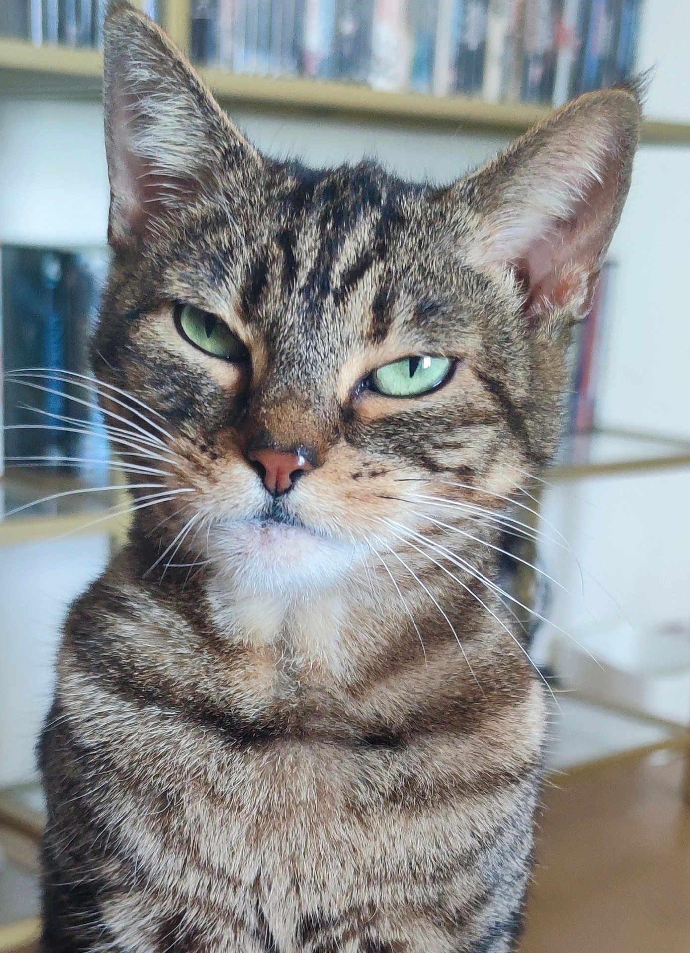 Yuko a rejoint le concours — aidez-le/la à gagner de superbes lots ! cat, tabby, green_eyes, indoor, pet, feline, whiskers, close_up, fur, animal, portrait, sitting, domestic_cat, ears, face, background, shelf, books, expression, looking