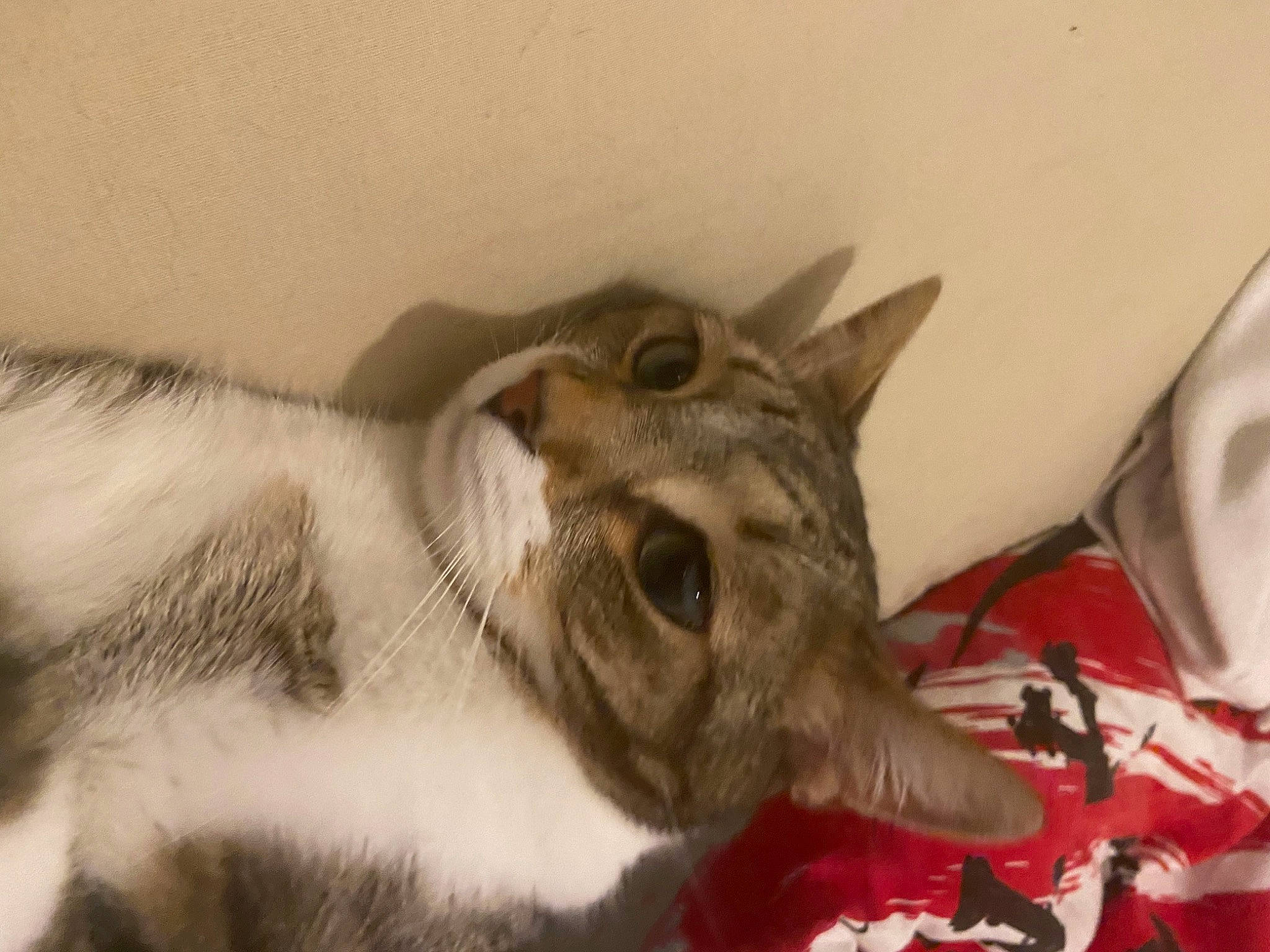 Chacha a rejoint le concours — aidez-le/la à gagner de superbes lots ! carnivore, cat, domestic_short_haired_cat, ear, felidae, fur, grey, paw, small_to_medium_sized_cats, tail, whiskers