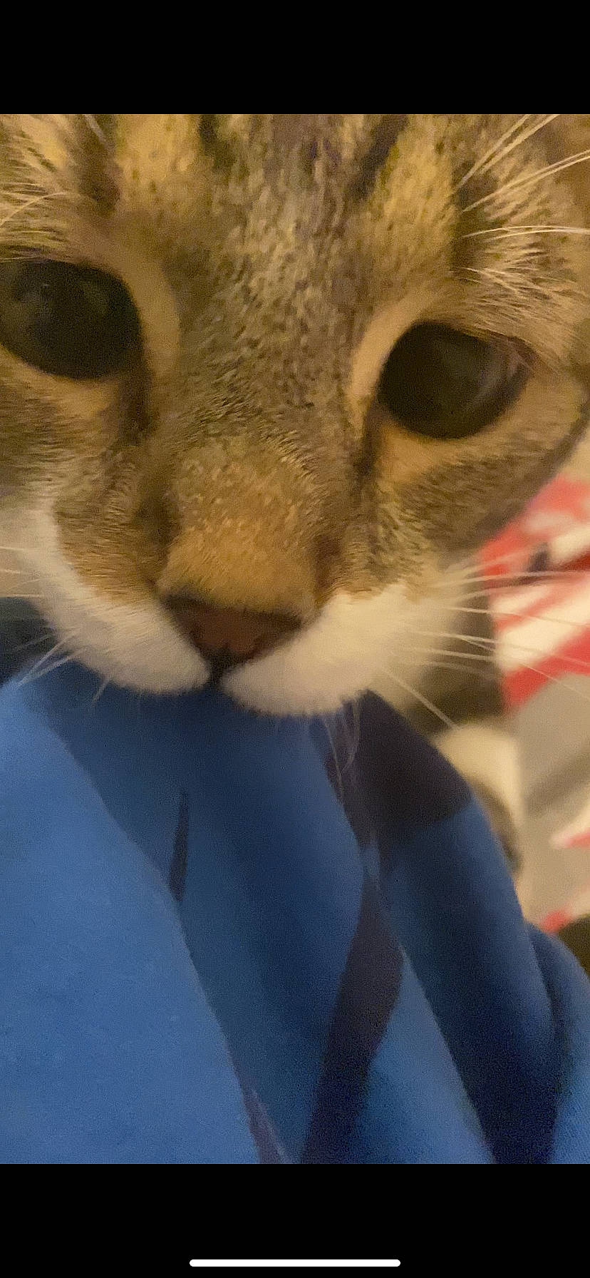 Chacha participe au concours pour gagner de l'argent avec cette photo : carnivore, cat, cat_supply, claw, close_up, comfort, domestic_short_haired_cat, ear, electric_blue, fawn, felidae, fur, paw, small_to_medium_sized_cats, tail, terrestrial_animal, whiskers, wildlife