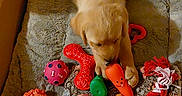 Baya a rejoint le concours — aidez-le/la à gagner de superbes lots ! animal, blanket, carrot_toy, chewing, colorful, cozy, cute, dog, fur, golden_retriever, indoor, orange_toy, pet, pink_ball, playing, puppy, red_rope_toy, resting, soft, toy