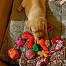 puppy, dog, golden_retriever, toy, carrot_toy, chewing, blanket, colorful, red_rope_toy, pink_ball, orange_toy, playing, cute, indoor, pet, fur, animal, cozy, resting, soft