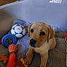 puppy, dog, toy, blanket, indoor, pet_bed, blue_ring, soccer_ball, carrot_toy, cute, fur, animal, young, playful, resting, brown_fur, looking_up, soft_texture, pet, domestic_animal