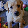 puppy, dog, yellow_labrador, toy, soccer_ball, blanket, indoor, pet, cute, animal, fur, playful, young, paw, nose, ears, face, looking, lying, cozy