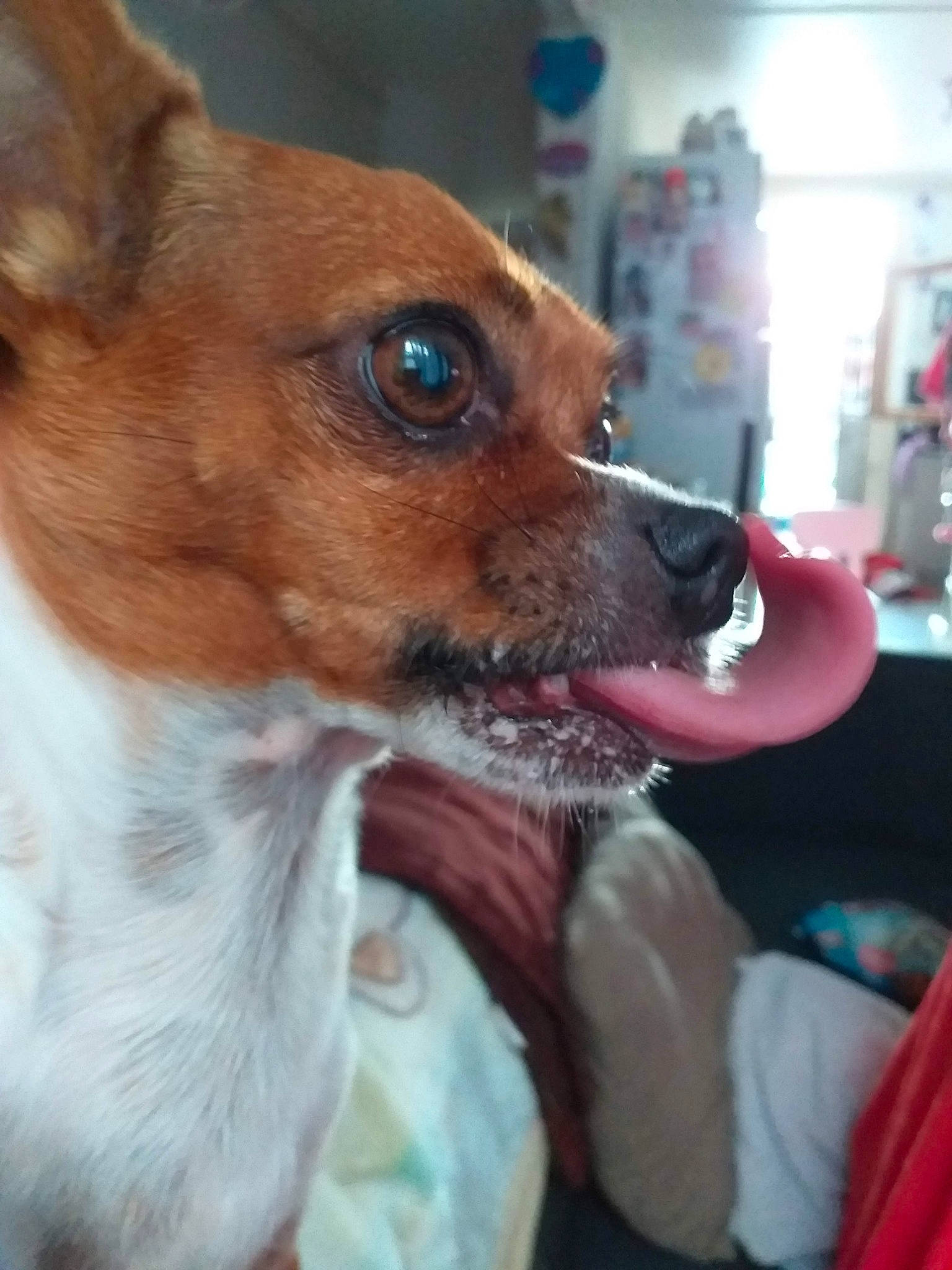 Stitch a rejoint le concours — aidez-le/la à gagner de superbes lots ! canidae, carnivore, chihuahua, companion_dog, corgi_chihuahua, dog, dog_breed, ear, fawn, feist, fox_terrier, mammal, miniature_fox_terrier, rat_terrier, snout, teddy_roosevelt_terrier, tenterfield_terrier, toy_fox_terrier, vertebrate, whiskers