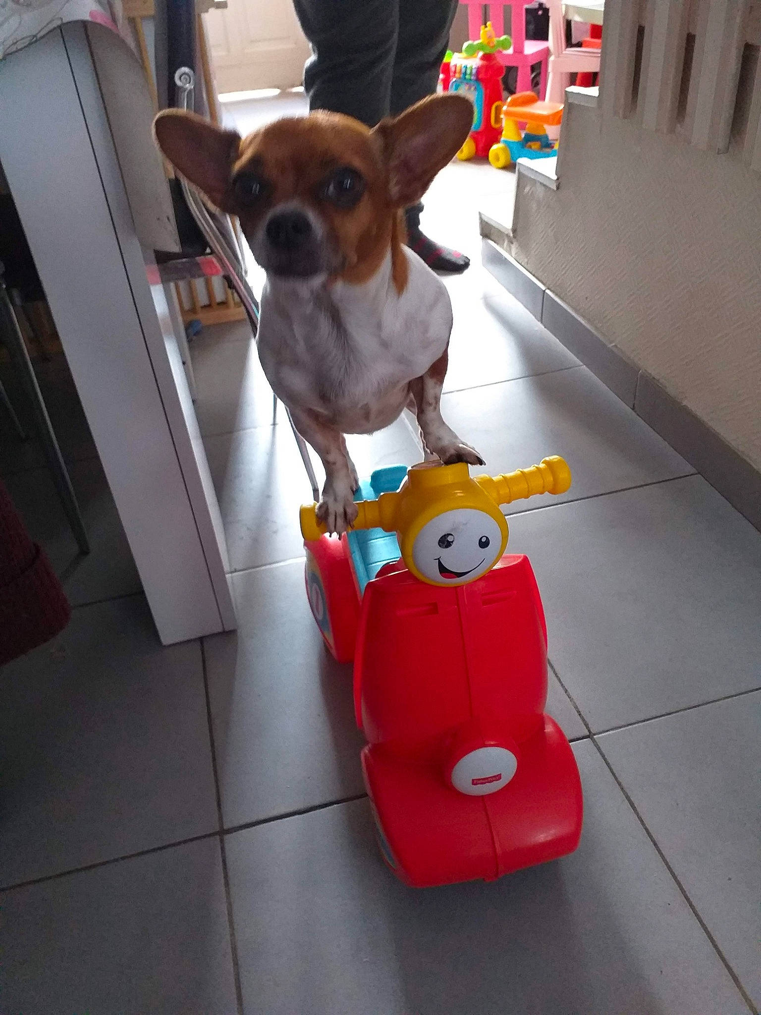 Stitch a rejoint le concours — aidez-le/la à gagner de superbes lots ! canidae, carnivore, chihuahua, companion_dog, dog, dog_breed, dog_clothes, fawn, rat_terrier, snout, toy_dog, toy_fox_terrier, vehicle