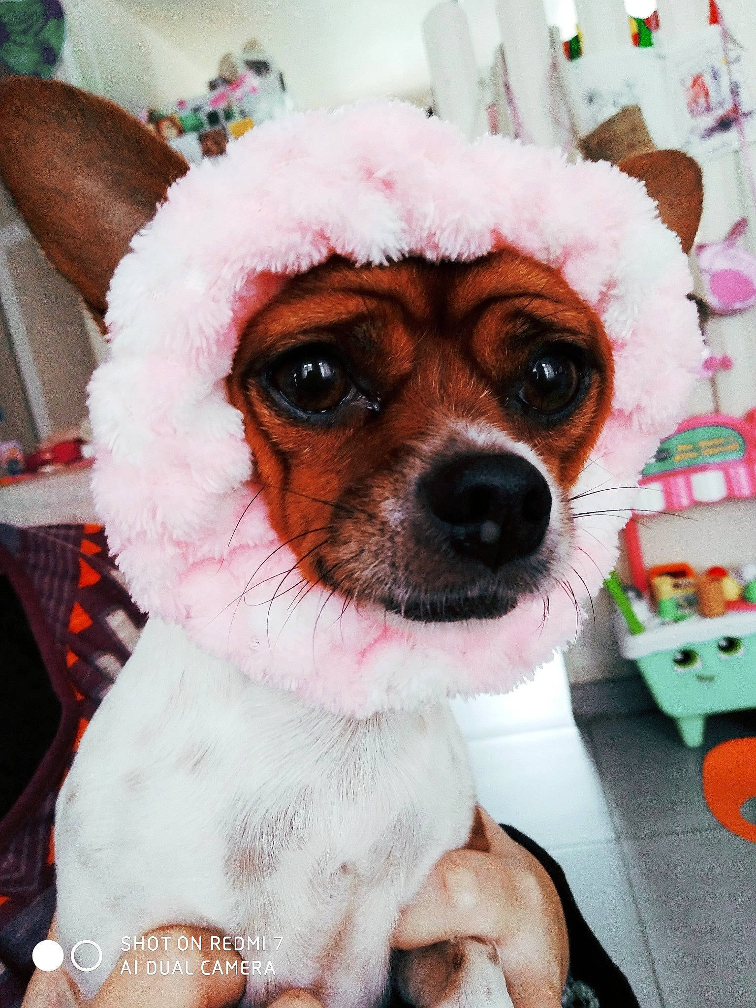 Stitch a rejoint le concours — aidez-le/la à gagner de superbes lots ! ancient_dog_breeds, canidae, carnivore, chihuahua, companion_dog, dog, dog_breed, dog_clothes, ear, hat, headgear, mammal, nose, puppy, puppy_love, rat_terrier, russell_terrier, snout, toy_dog, toy_fox_terrier